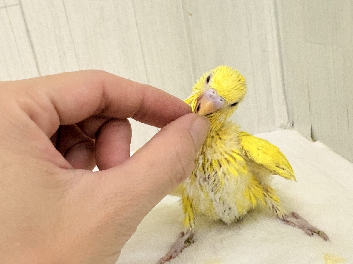 セキセイインコ