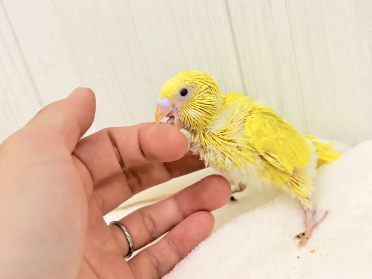セキセイインコ