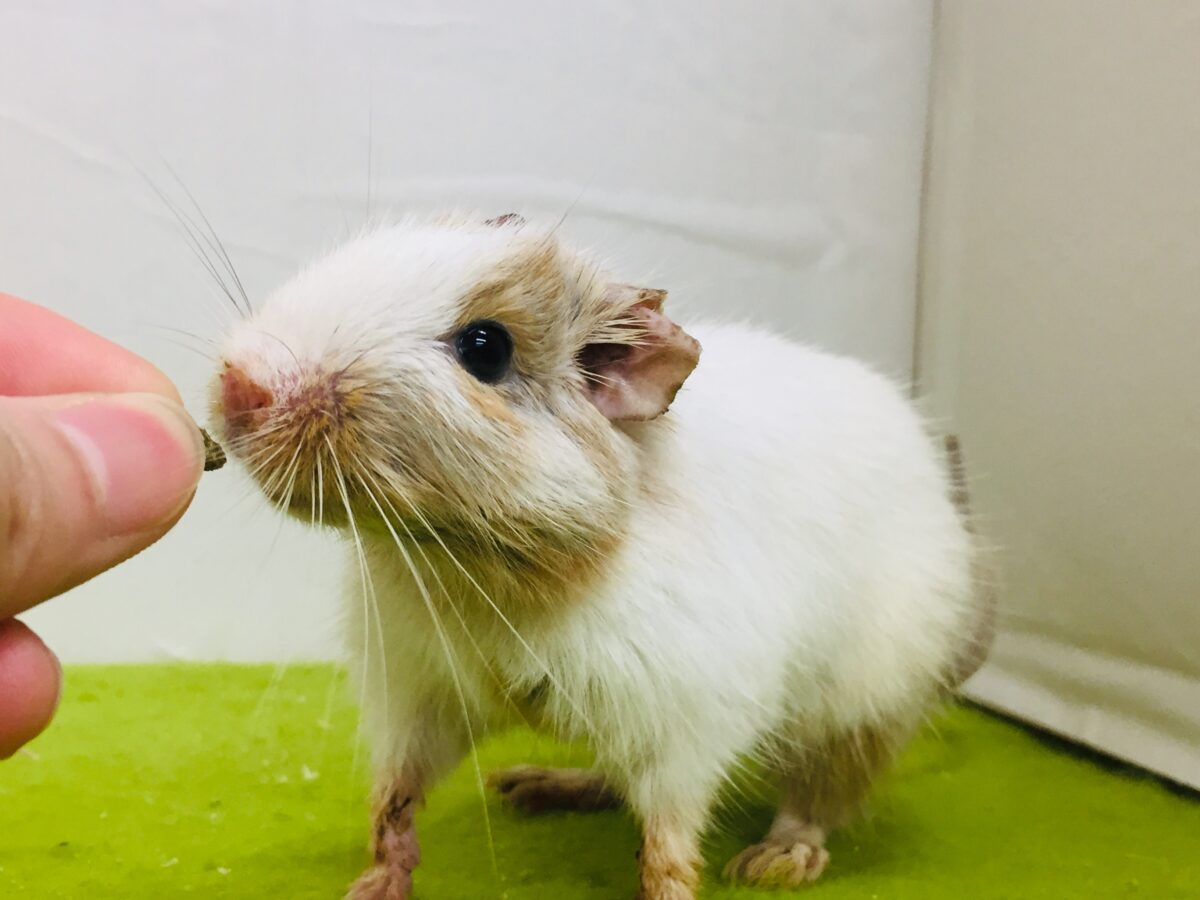 【🌟最新画像更新🌟】激カワちびっこちゃん💕　デグーの女のコ　