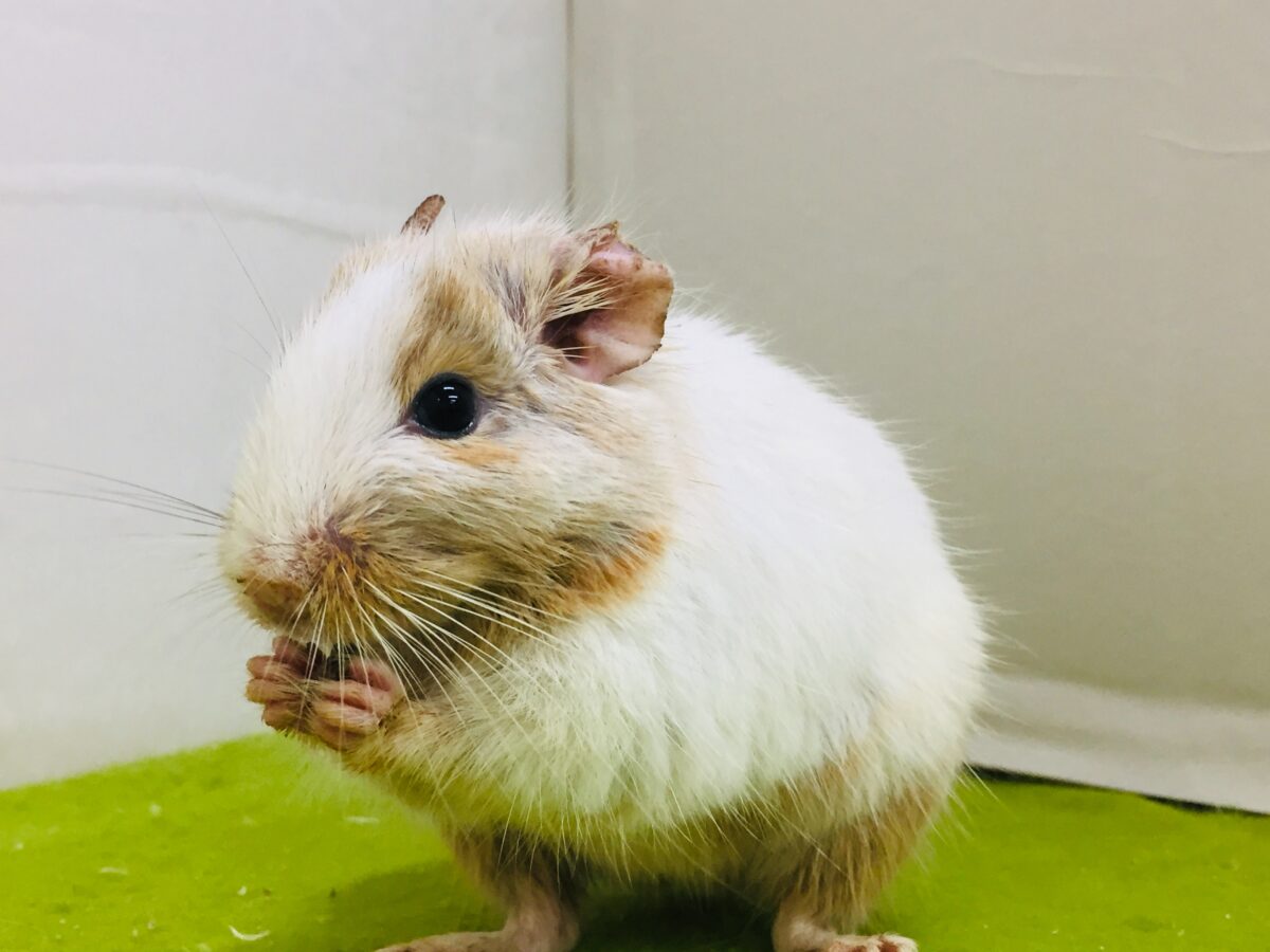 デグー