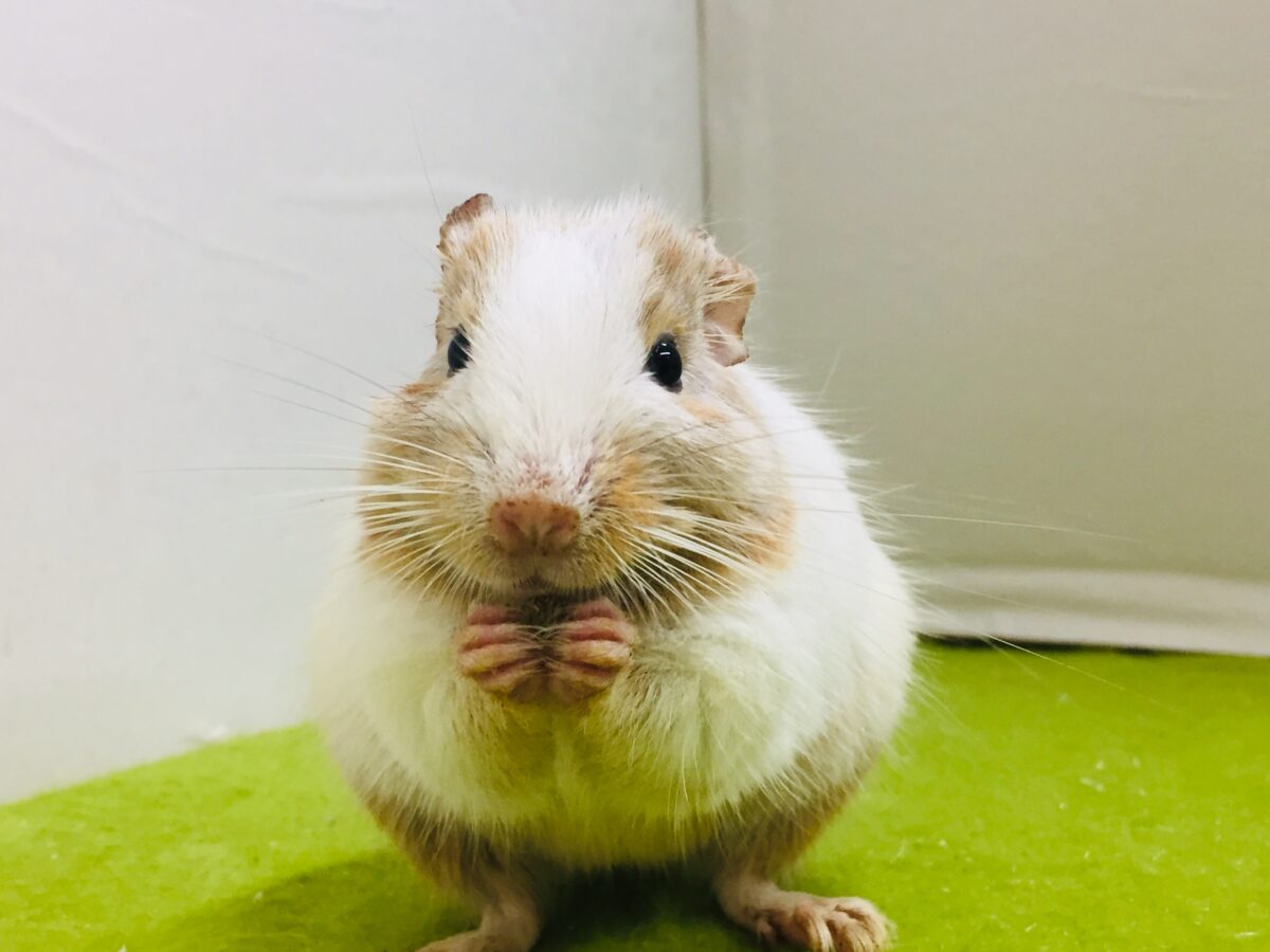 デグー