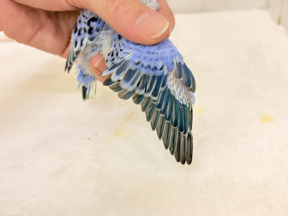 セキセイインコ