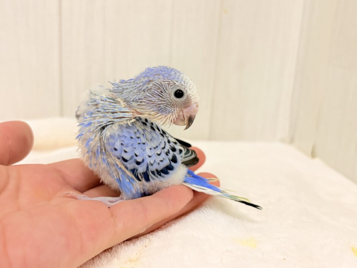 セキセイインコ