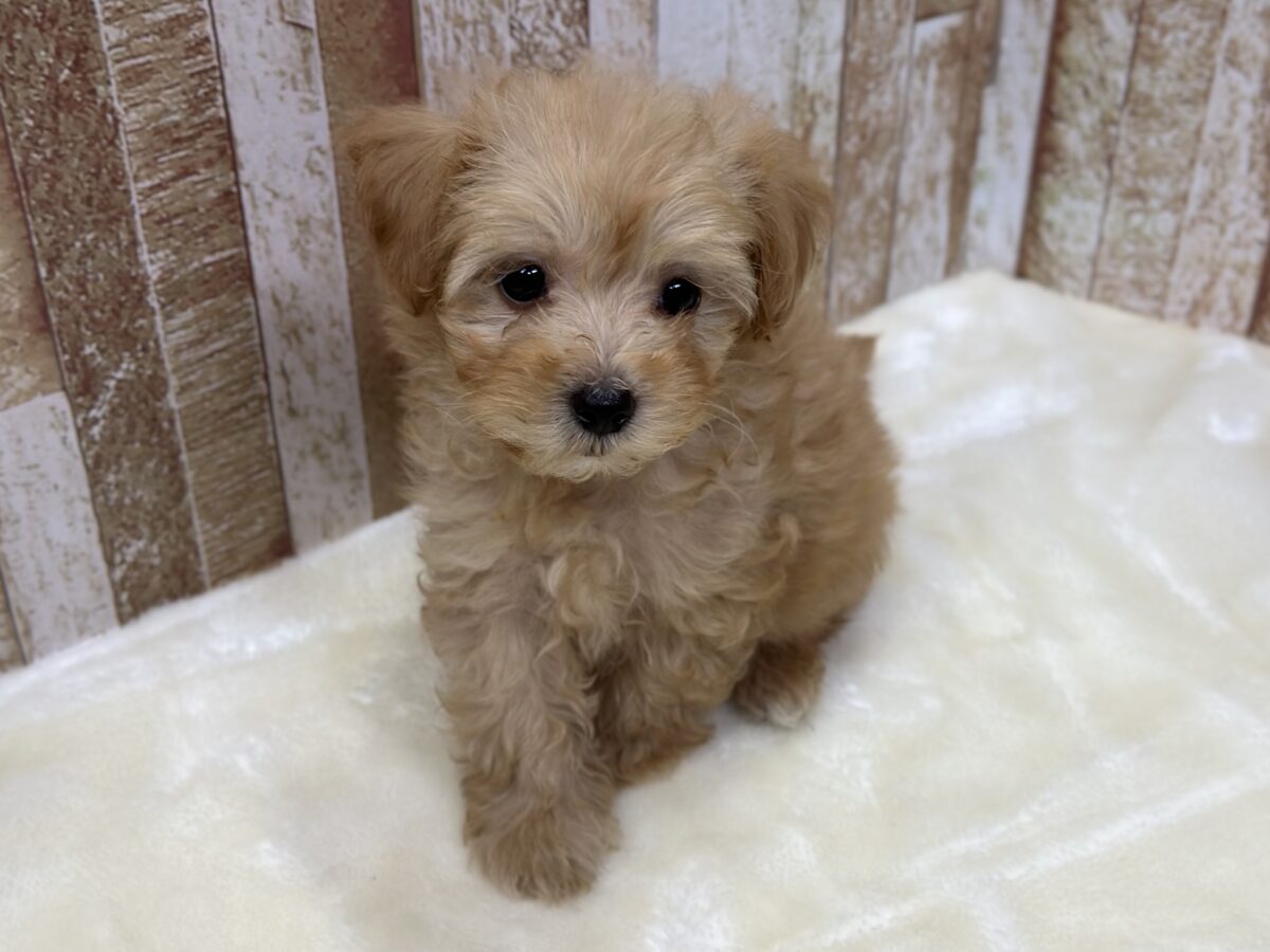 なでなで大好きなハーフ犬（父マルチーズ×母トイプードル）2026年8月23日生まれ　女の子