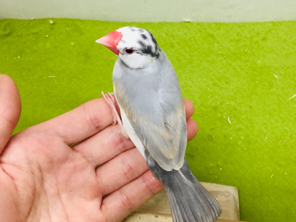 パステル文鳥