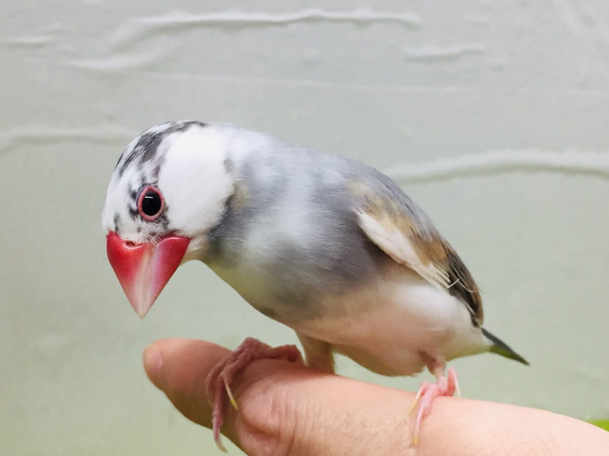 珍しいカラーの文鳥さんがやってきましたよ～✨✨✨　パステル文鳥