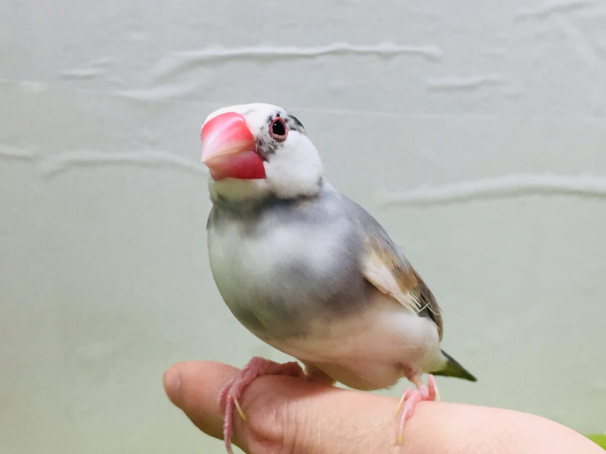 パステル文鳥