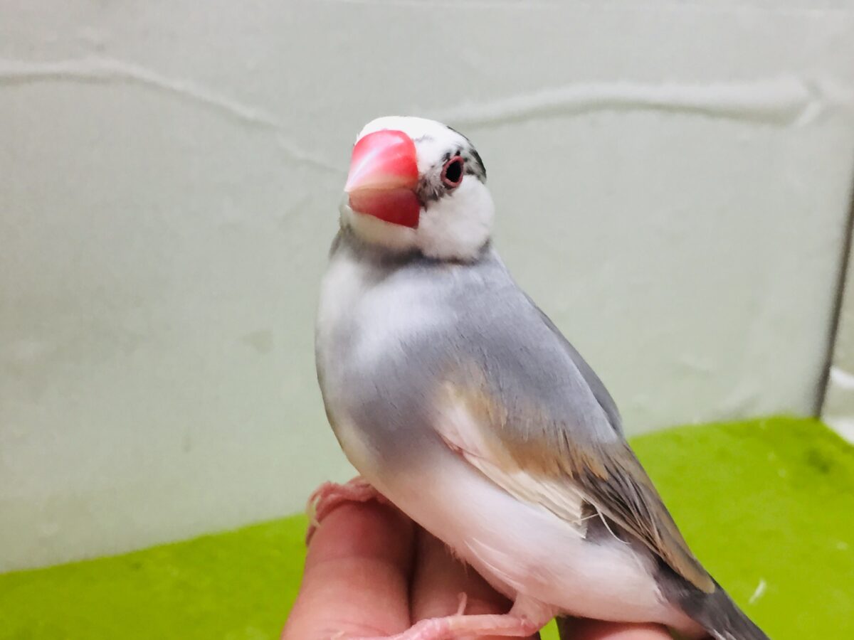 パステル文鳥