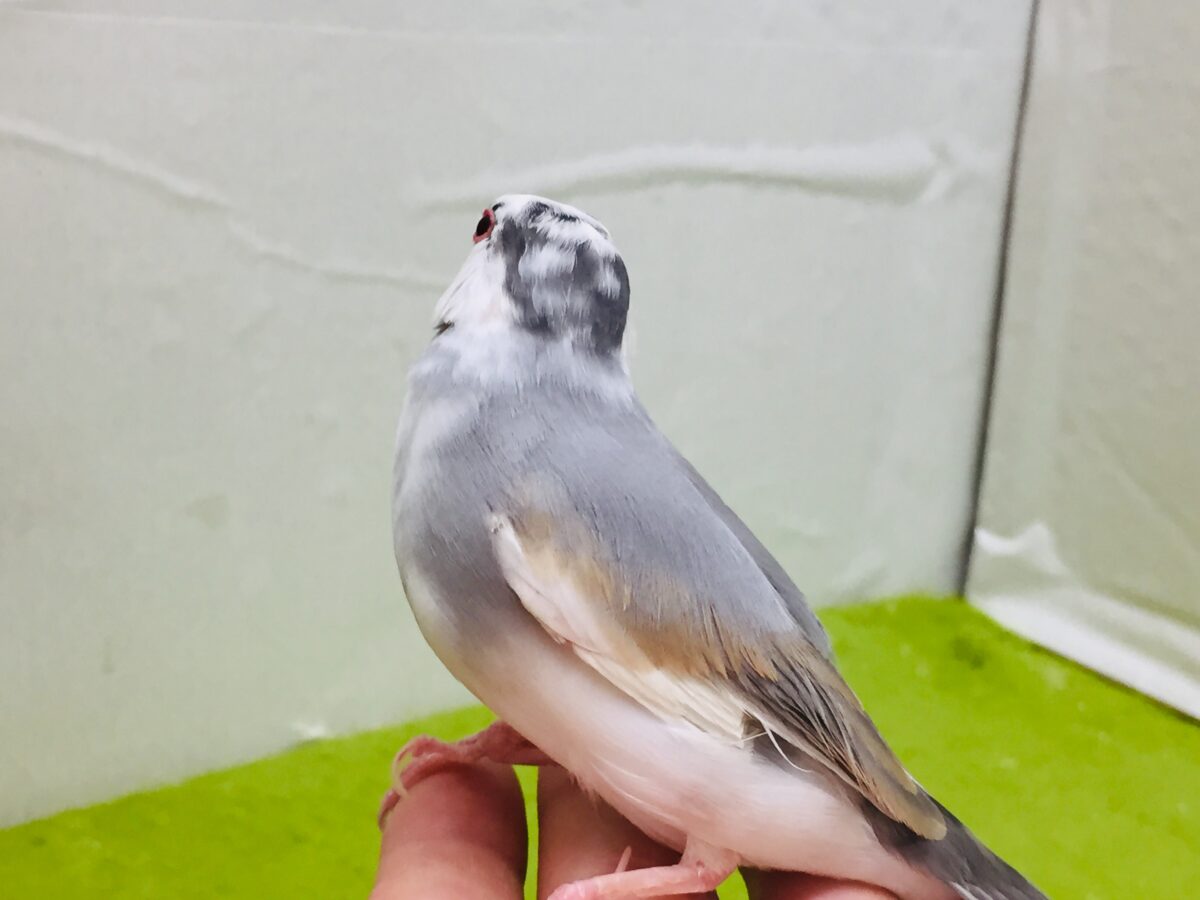 パステル文鳥