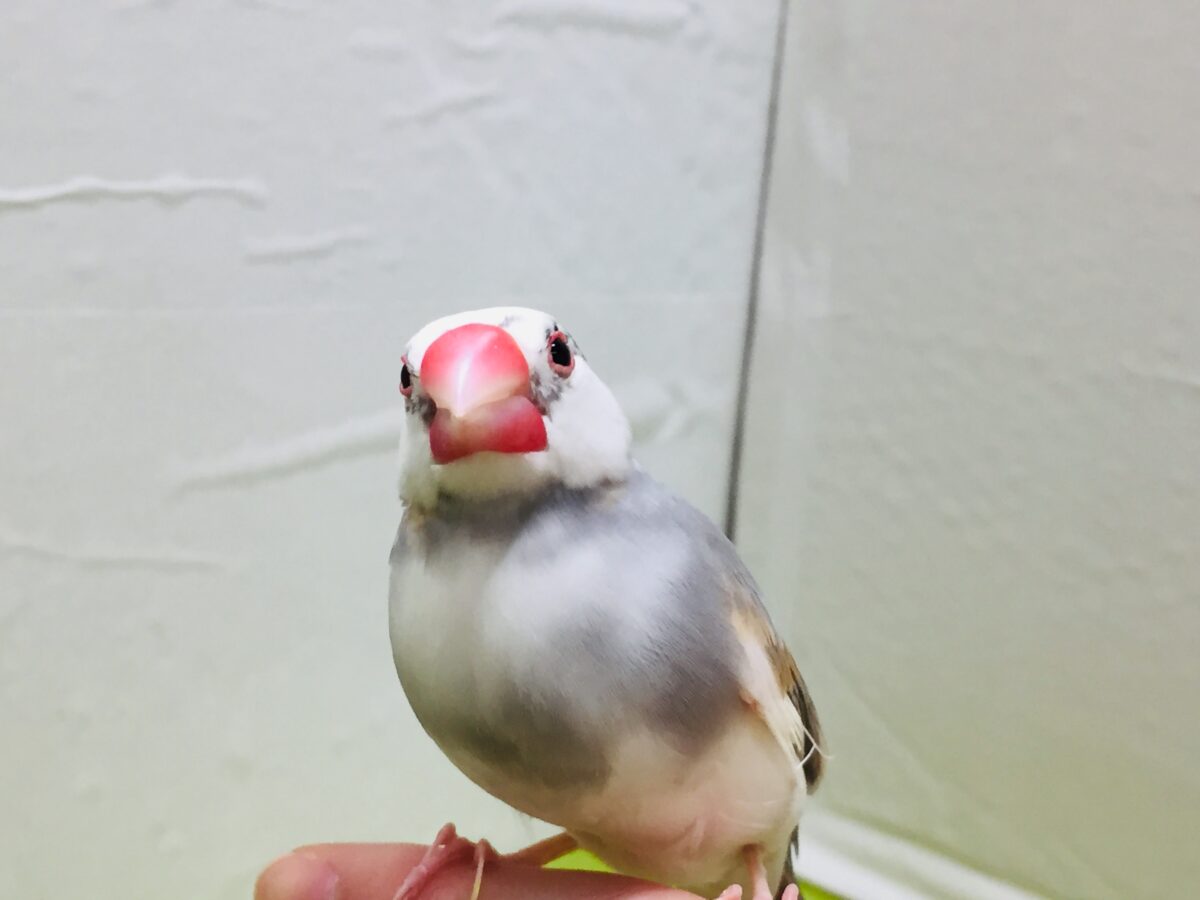 パステル文鳥