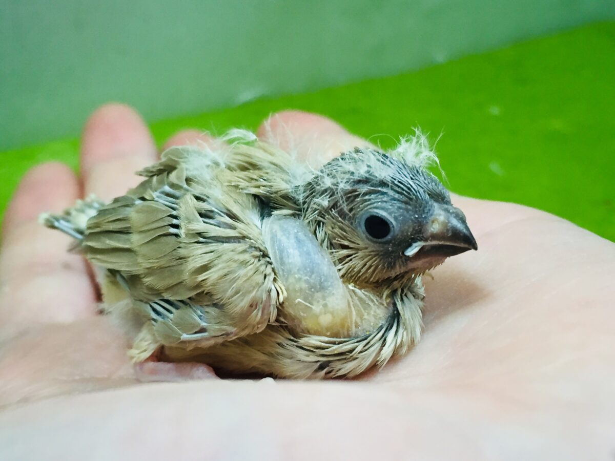錦花鳥（キンカチョウ）