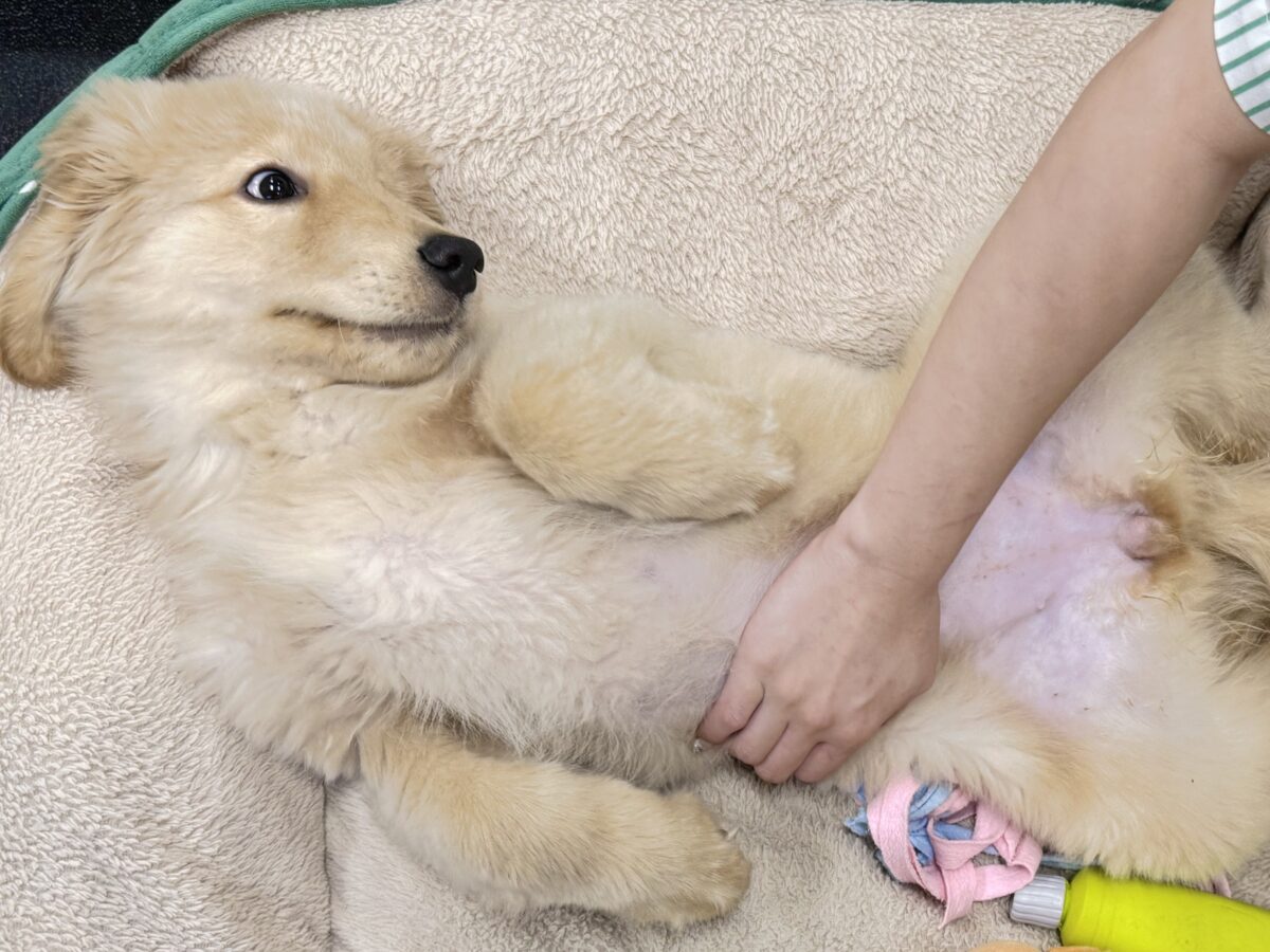 ゴールデンレトリバー