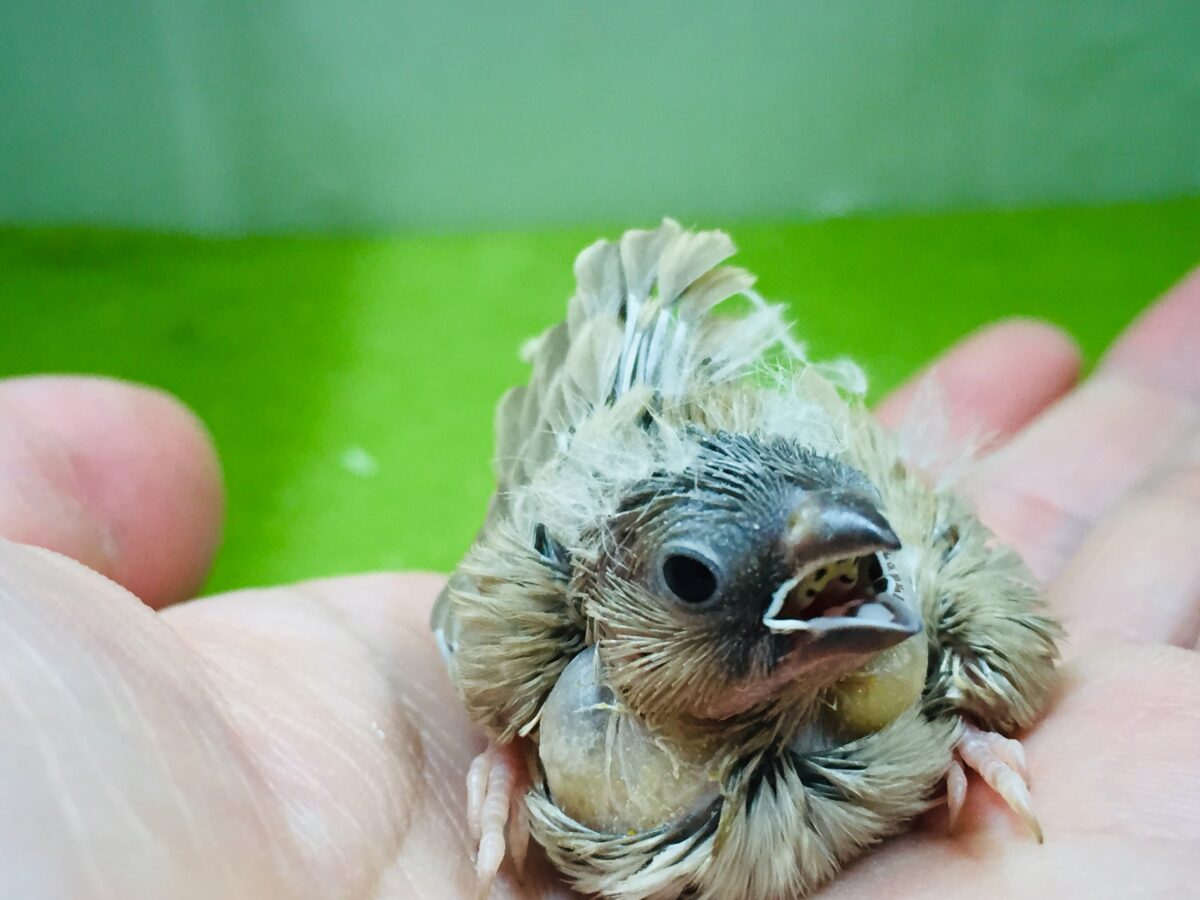 錦花鳥（キンカチョウ）