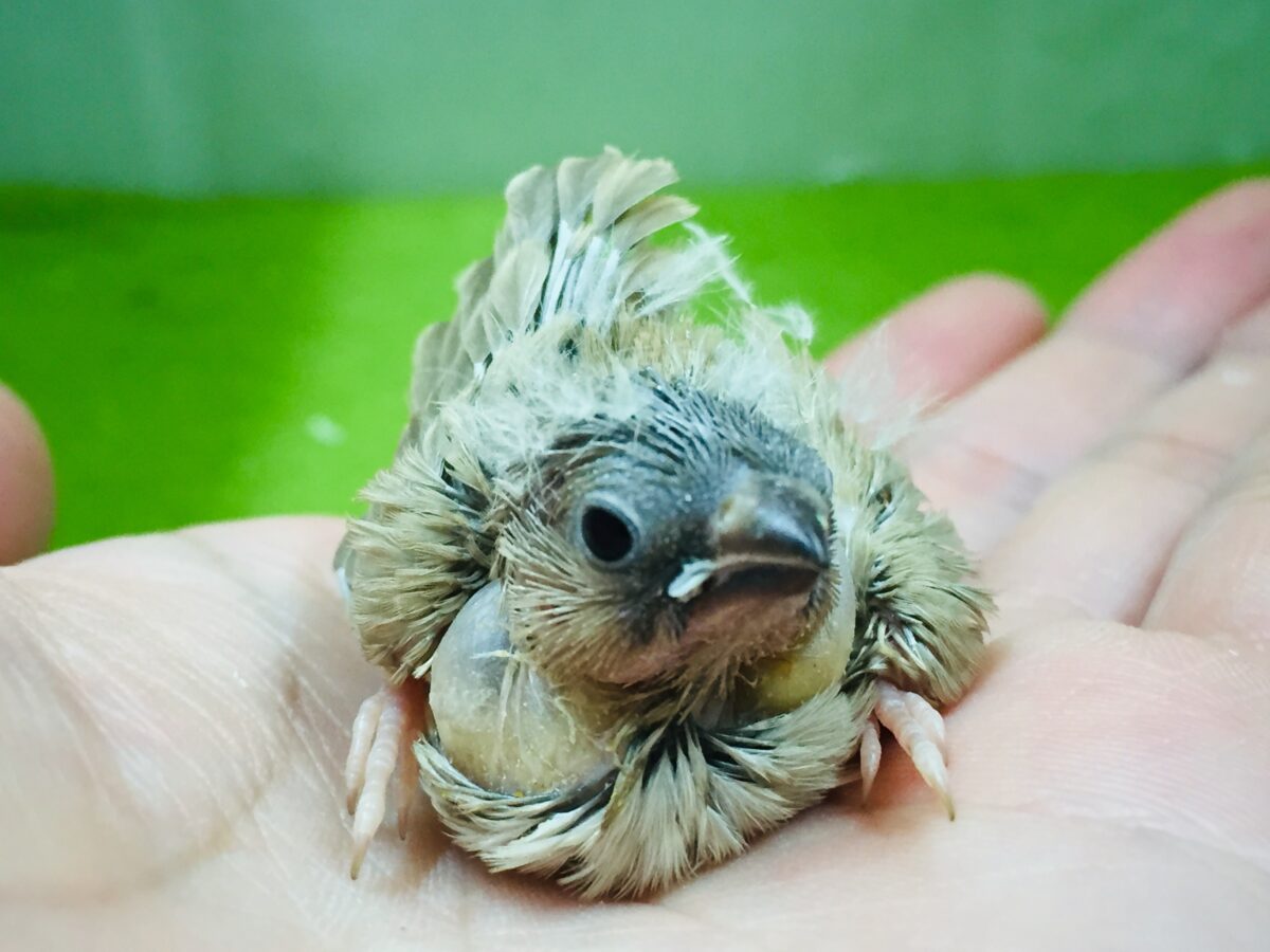 錦花鳥（キンカチョウ）