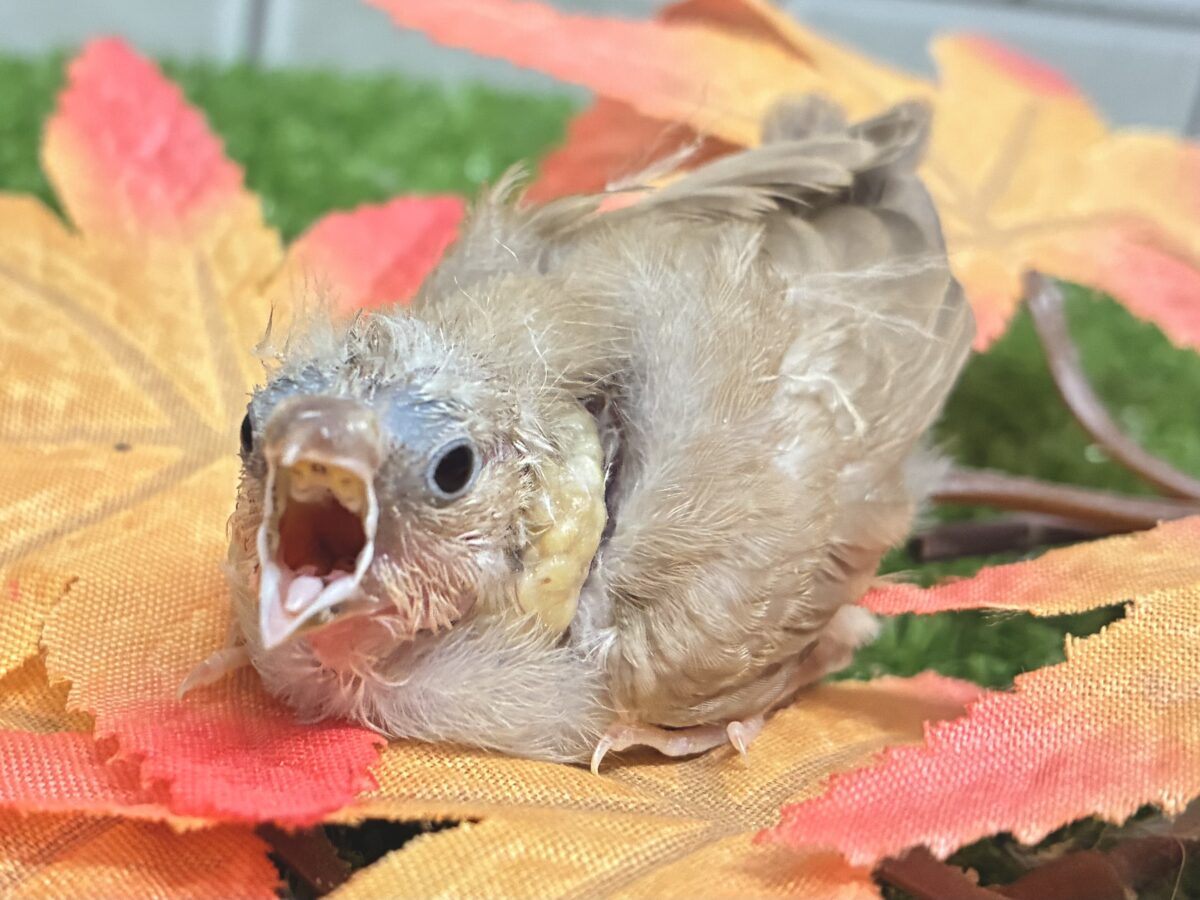 錦花鳥（キンカチョウ）