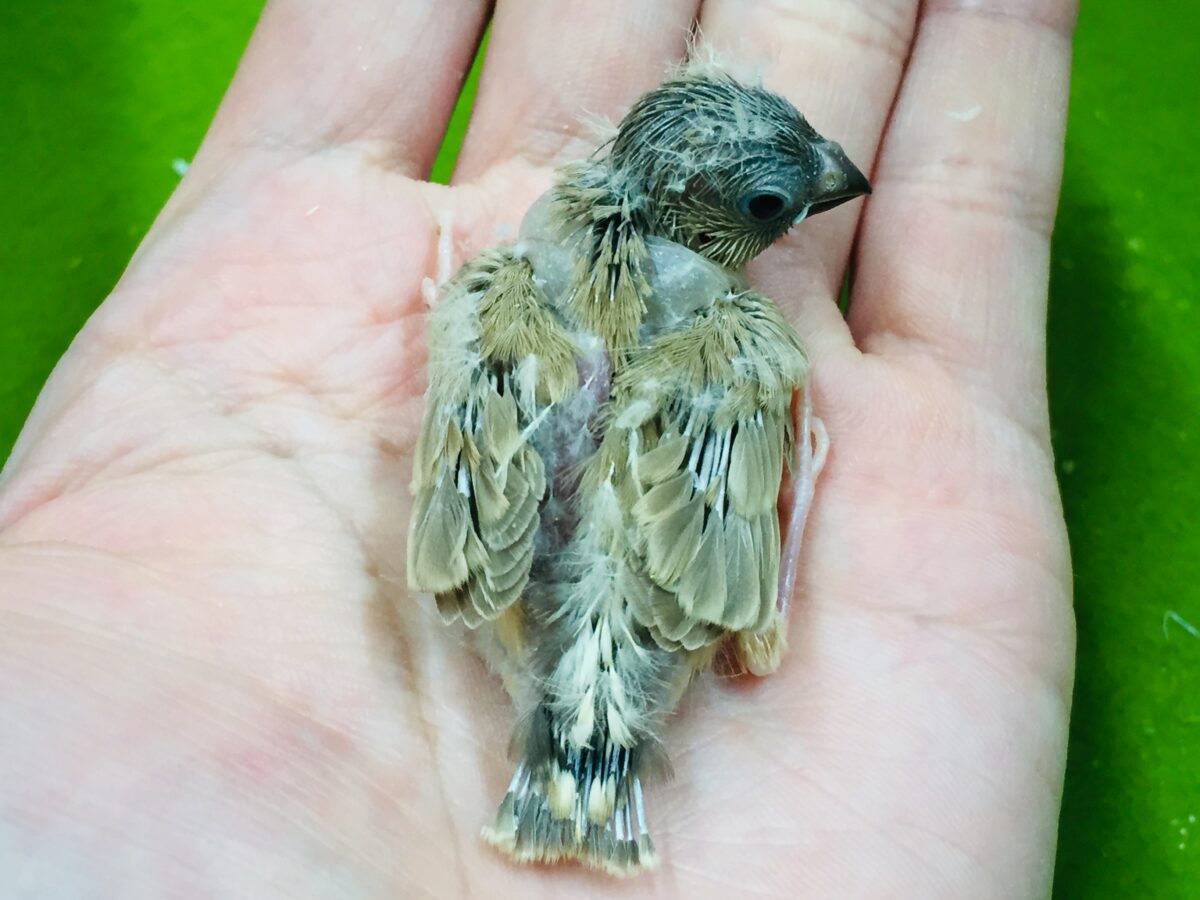 錦花鳥（キンカチョウ）