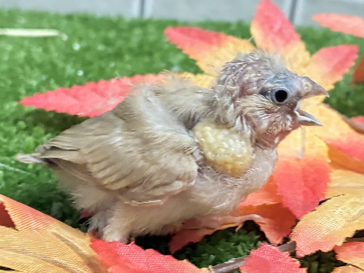 錦花鳥（キンカチョウ）