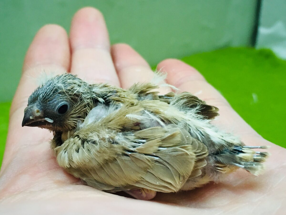 錦花鳥（キンカチョウ）