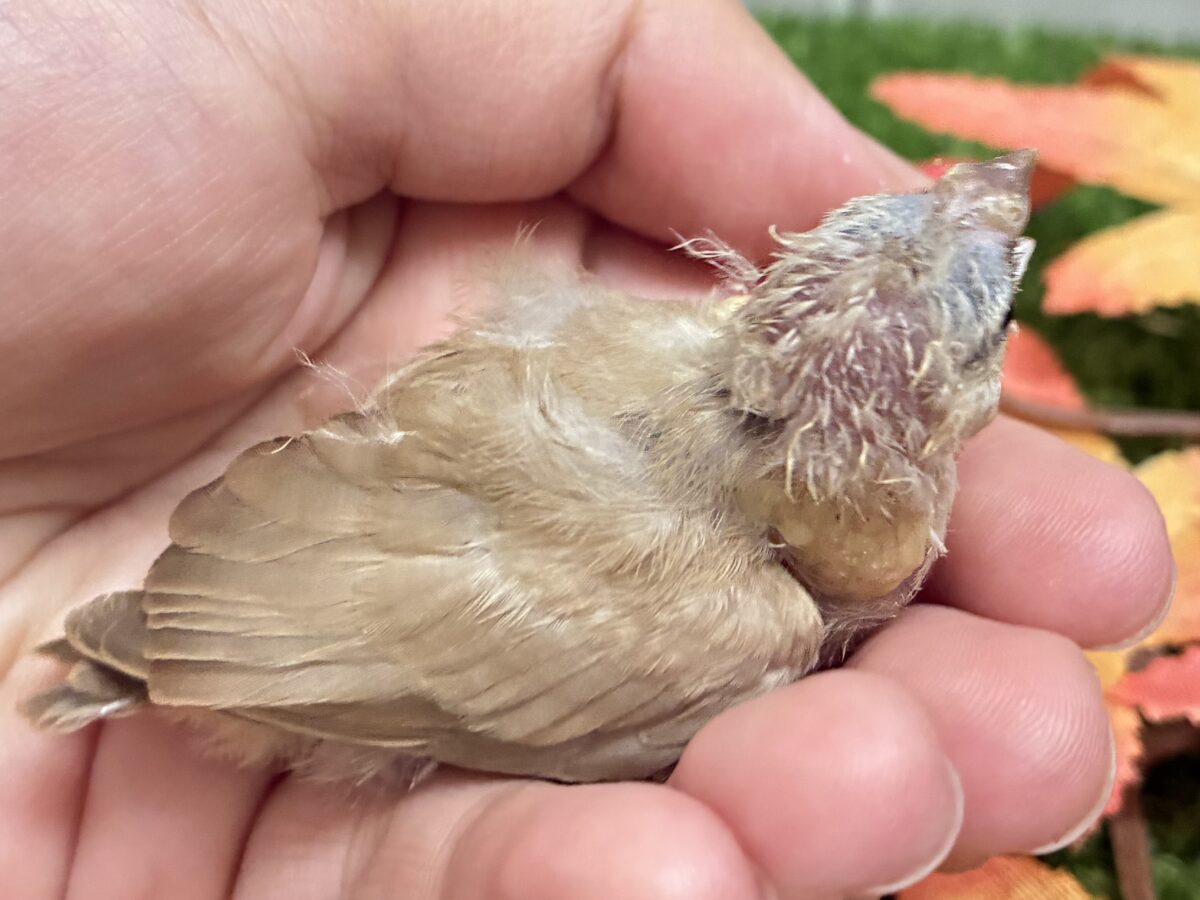 錦花鳥（キンカチョウ）
