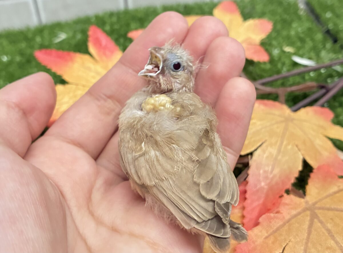 錦花鳥（キンカチョウ）