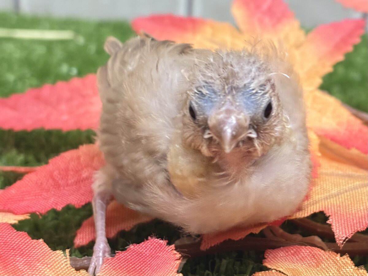 錦花鳥（キンカチョウ）