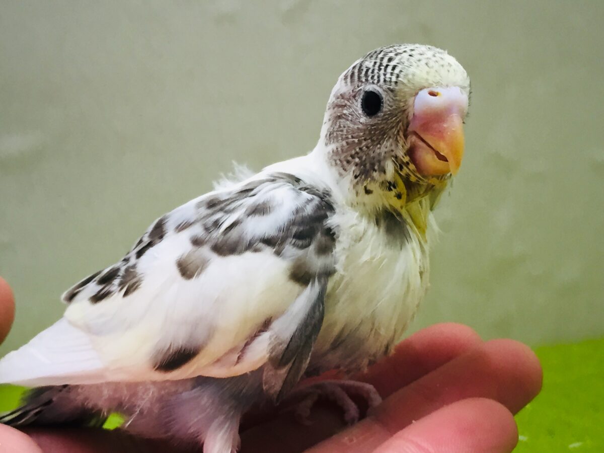 四色ハルクインカラーのセキセイちゃんがやってきましたよ～(*’▽’)⭐⭐　セキセイインコ