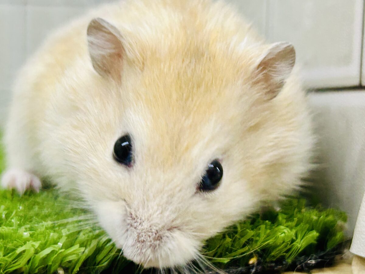 ドワーフハムスターの1種