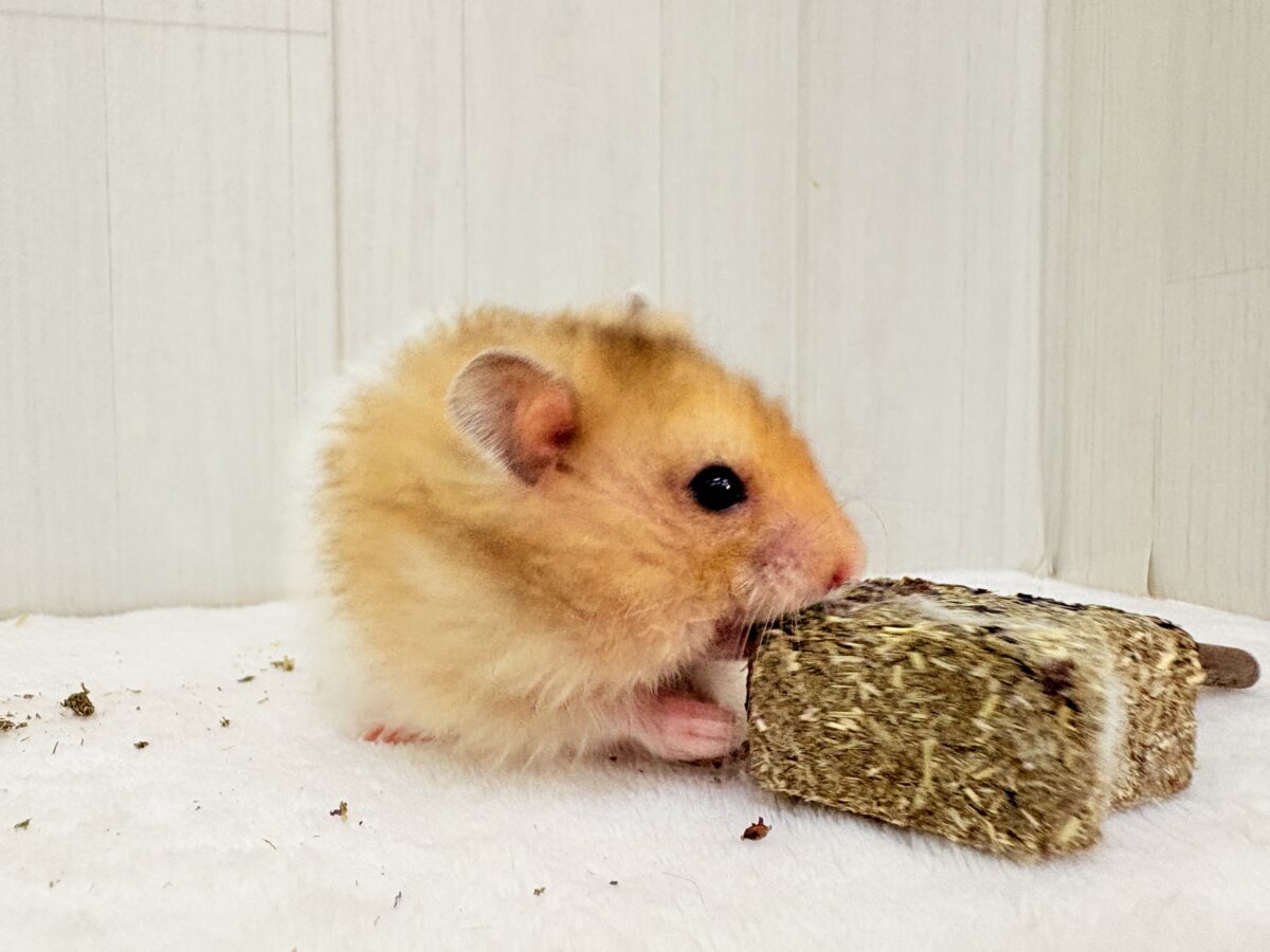 ゴールデンハムスター