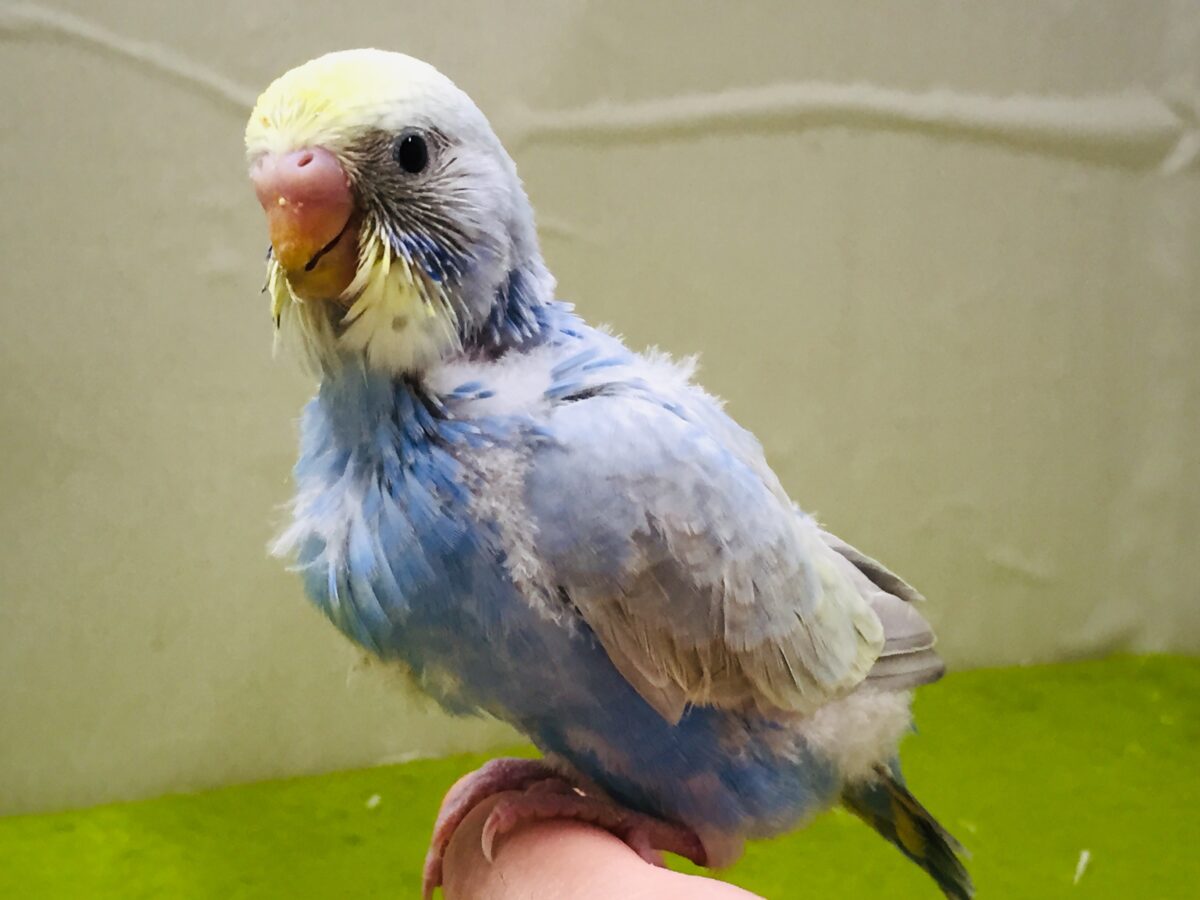 ①レインボー系セキセイちゃんの登場です！🌈🌈　セキセイインコ