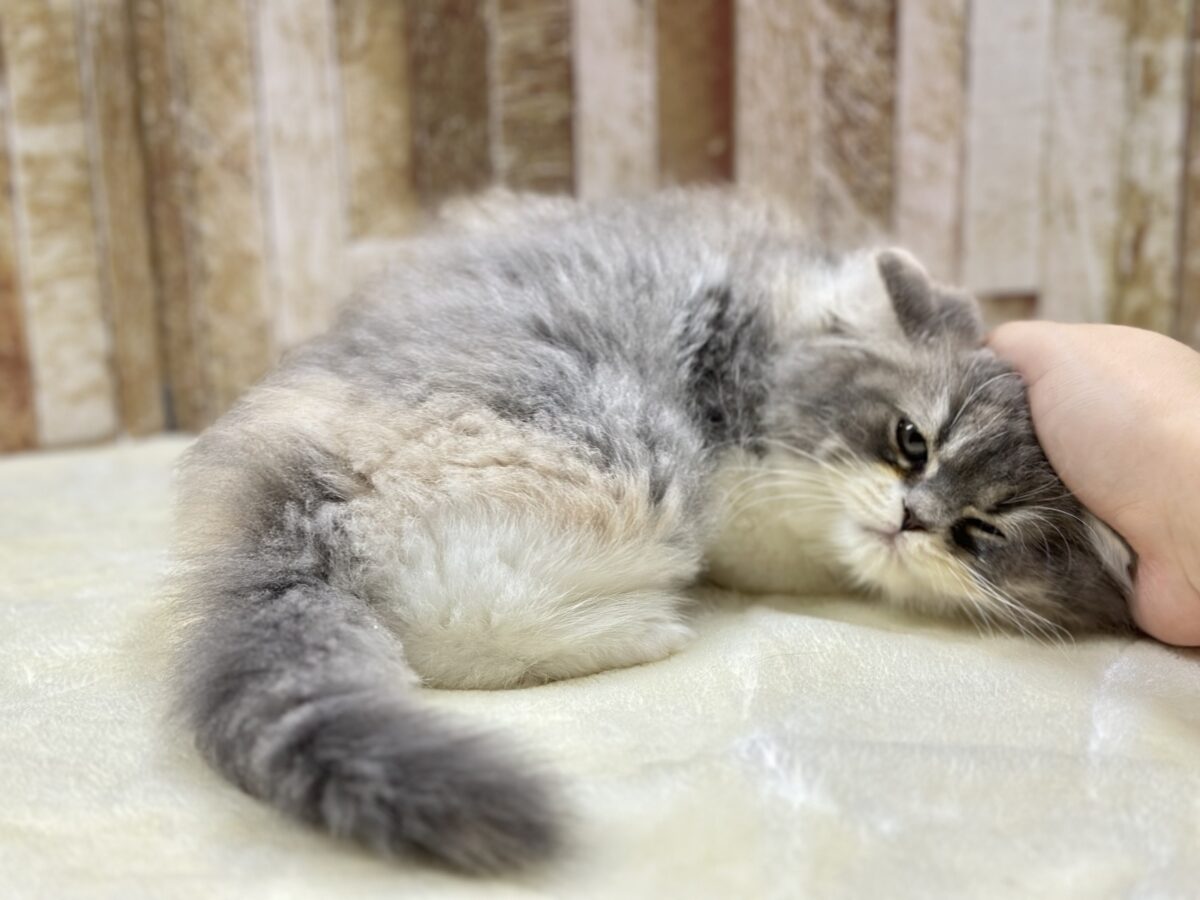 きゅるきゅる美猫ちゃん🩶🤍🧡スコティッシュフォールド(ダイリュートキャリコ)2026年8月22日生まれ 女の子 スコティッシュフォールド