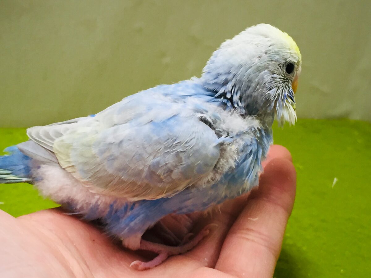 セキセイインコ