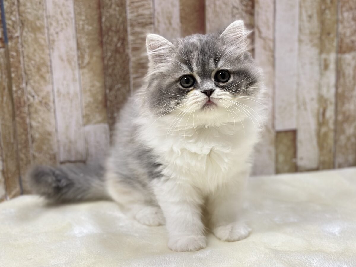 きゅるきゅる美猫ちゃん🩶🤍🧡スコティッシュフォールド(ダイリュートキャリコ)2026年8月22日生まれ 女の子 スコティッシュフォールド