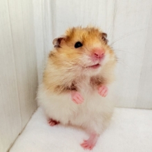 激レアカラーなのにお笑いの才能あり？🧡ギャップも可愛いアンブロウスハムスター🐹
