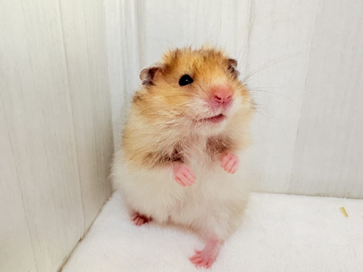 激レアカラーなのにお笑いの才能あり？🧡ギャップも可愛いアンブロウスハムスター🐹