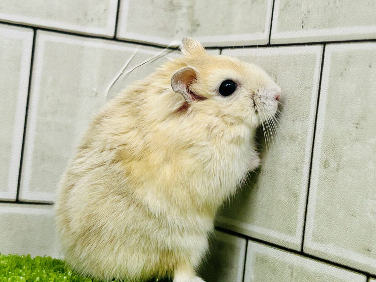 ドワーフハムスターの1種