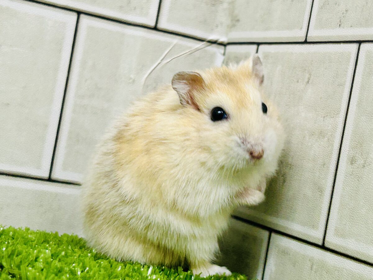 ドワーフハムスターの1種