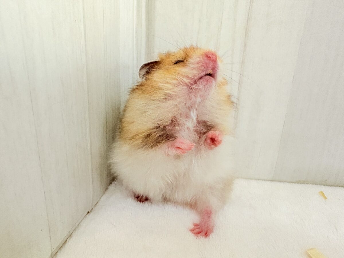 ゴールデンハムスター