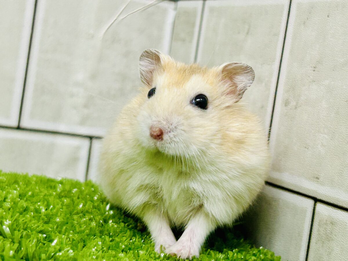 ドワーフハムスターの1種