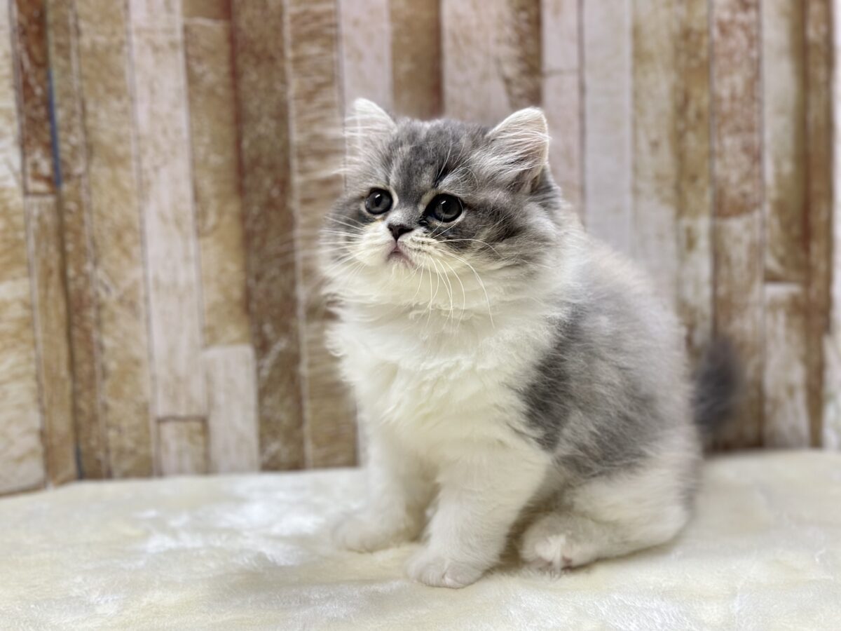 きゅるきゅる美猫ちゃん🩶🤍🧡スコティッシュフォールド(ダイリュートキャリコ)2026年8月22日生まれ 女の子 スコティッシュフォールド