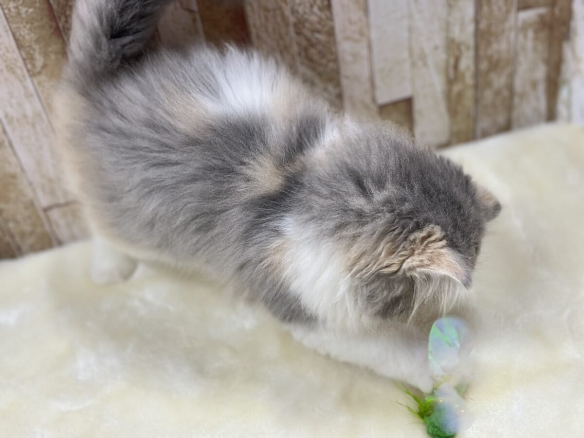 きゅるきゅる美猫ちゃん🩶🤍🧡スコティッシュフォールド(ダイリュートキャリコ)2026年8月22日生まれ 女の子 スコティッシュフォールド