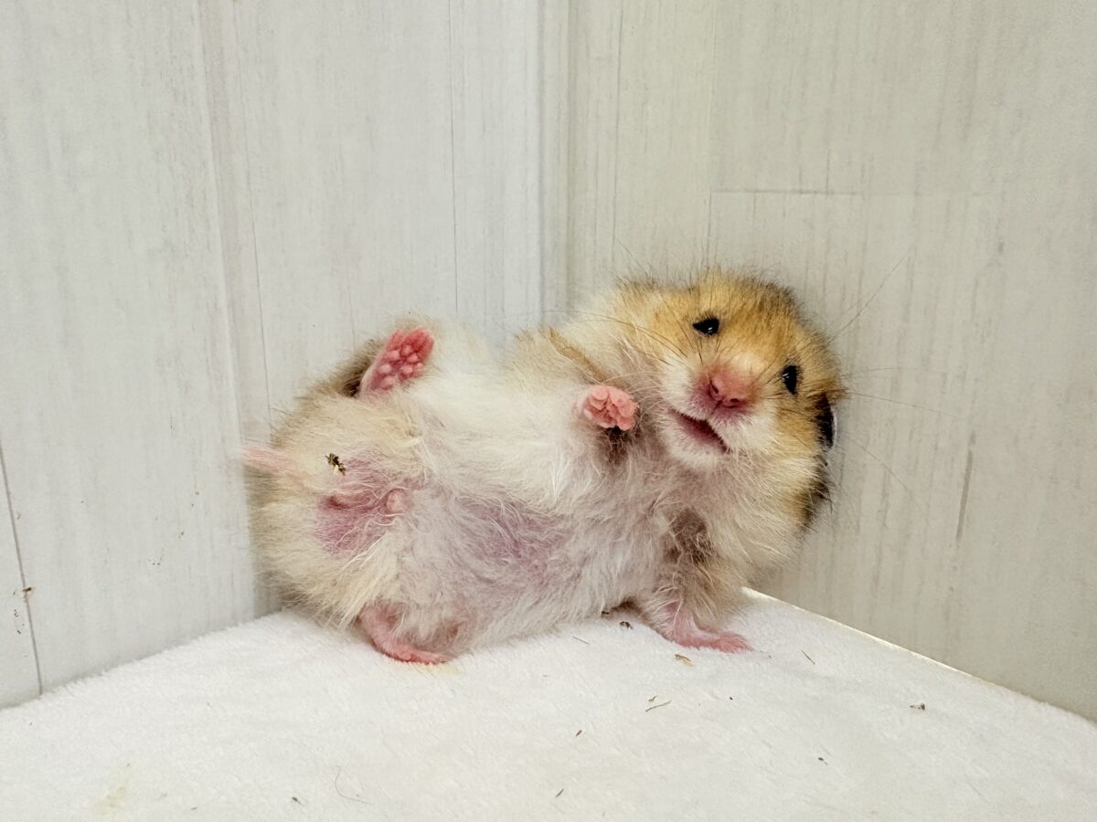 ゴールデンハムスター