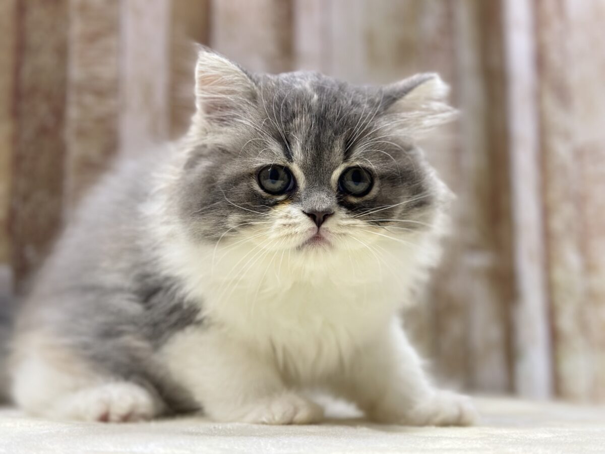 きゅるきゅる美猫ちゃん🩶🤍🧡スコティッシュフォールド(ダイリュートキャリコ)2026年8月22日生まれ 女の子 スコティッシュフォールド