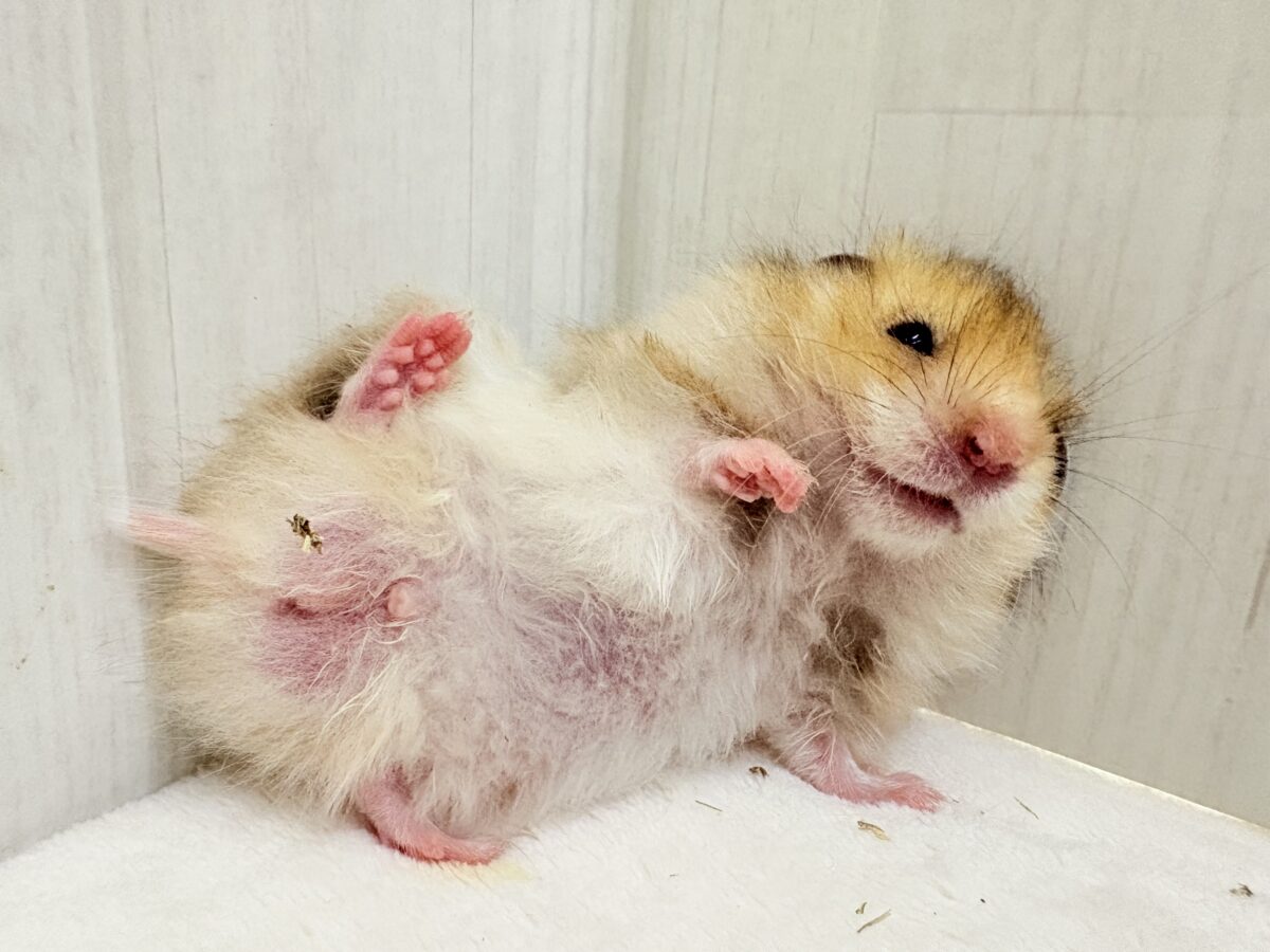ゴールデンハムスター