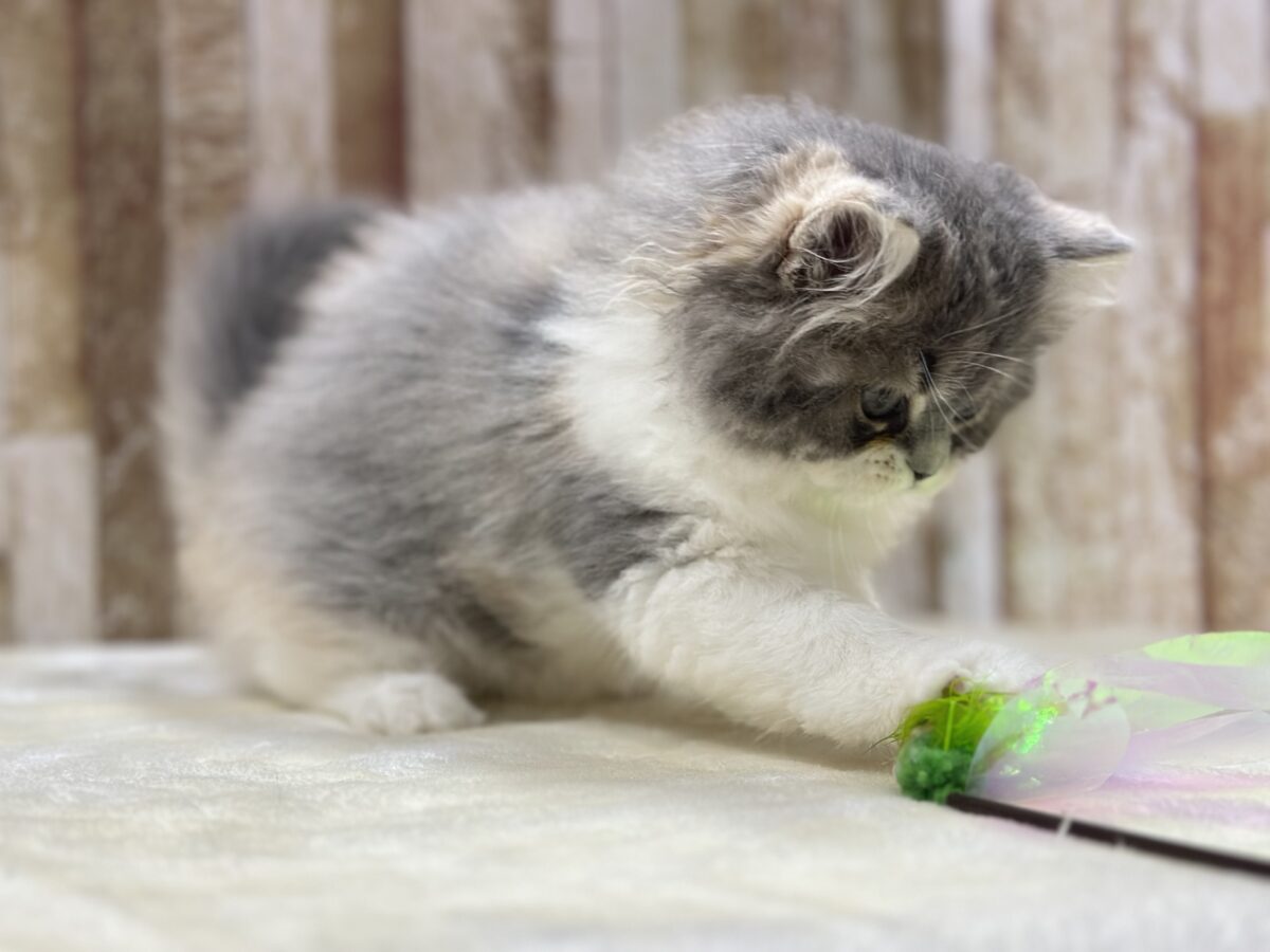 きゅるきゅる美猫ちゃん🩶🤍🧡スコティッシュフォールド(ダイリュートキャリコ)2026年8月22日生まれ 女の子 スコティッシュフォールド