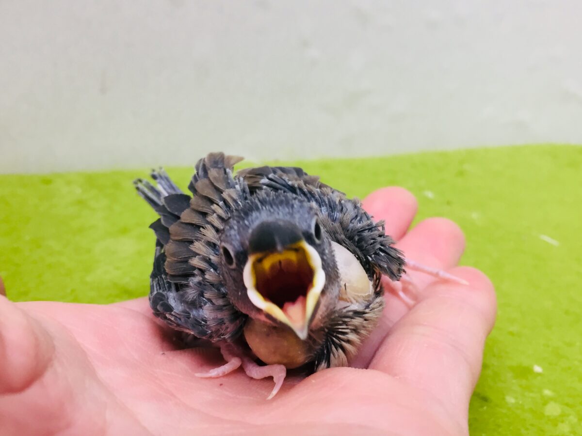 桜文鳥