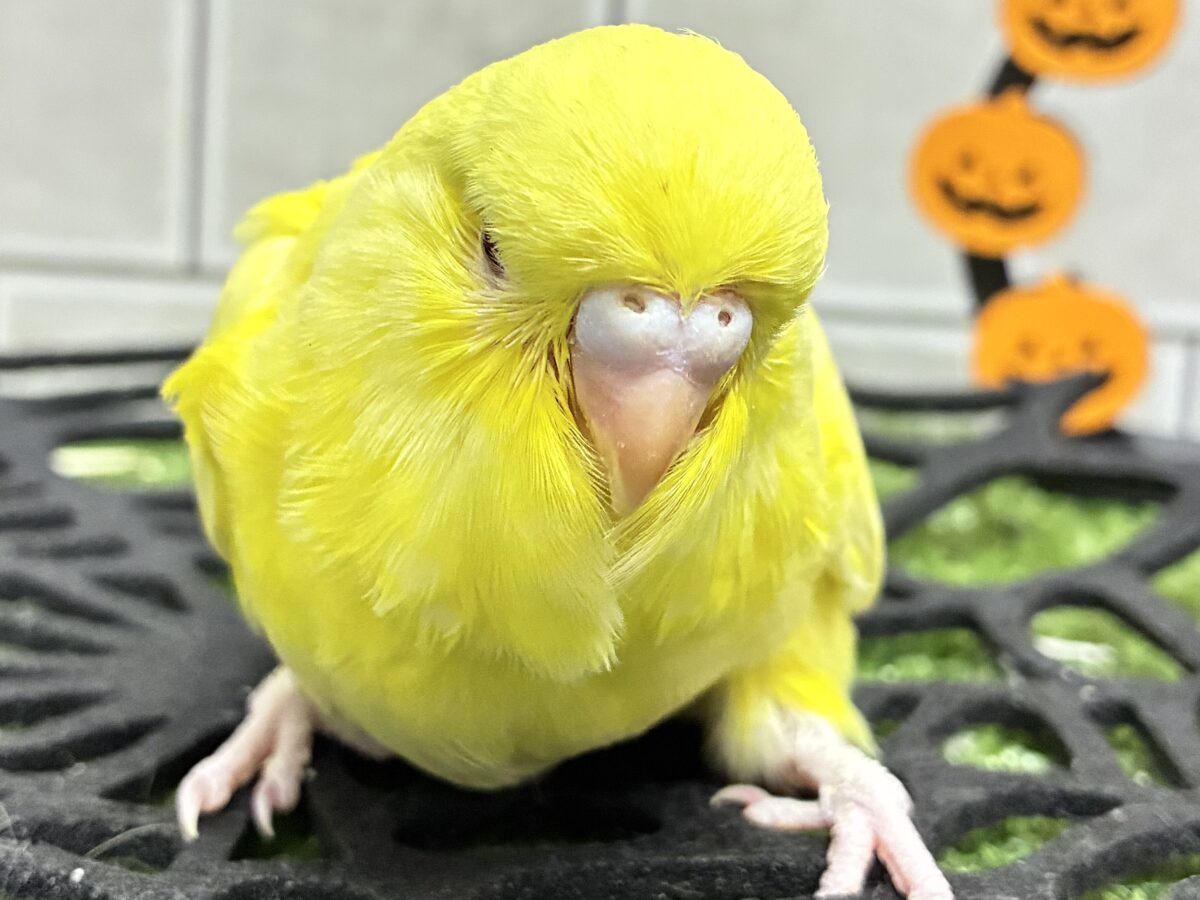 ジャンボセキセイインコ