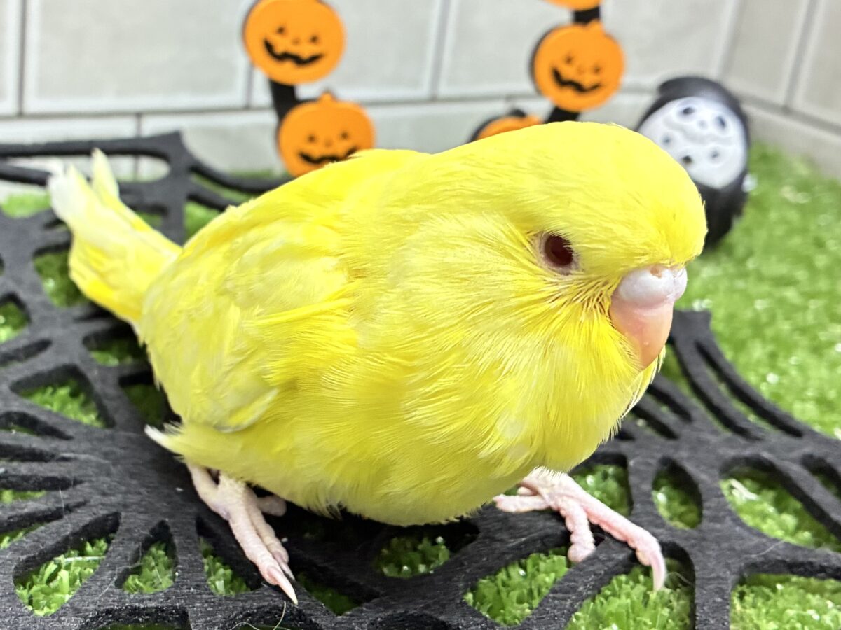 ジャンボセキセイインコ