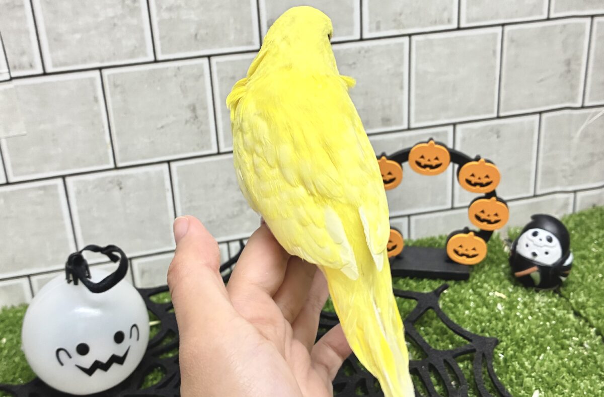 ジャンボセキセイインコ