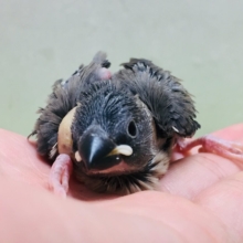 シトラスグリーンリース&2羽の文鳥さん 文鳥（ブンチョウ） の販売一覧| 千葉県・栃木県・神奈川県・埼玉県の