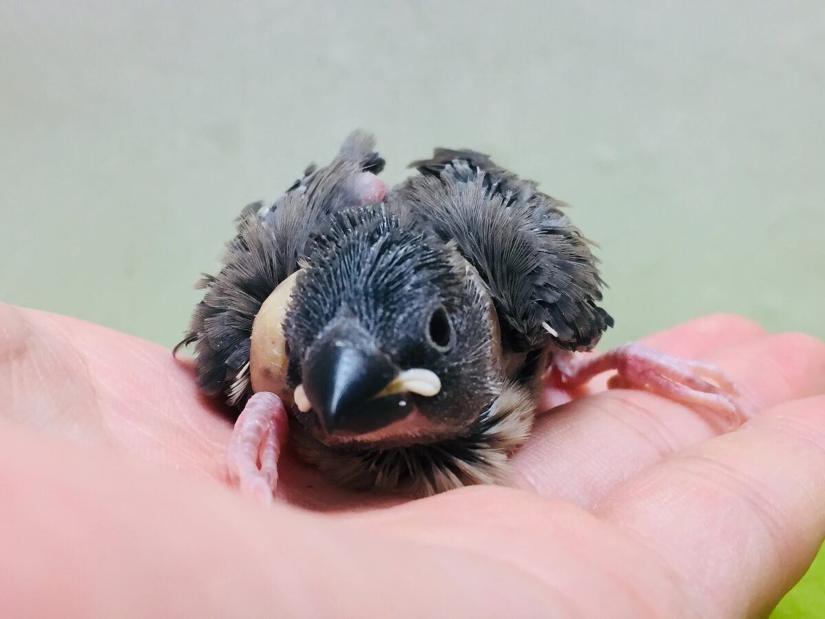 久々に桜文鳥さんがやってきましたよ～！✨✨✨